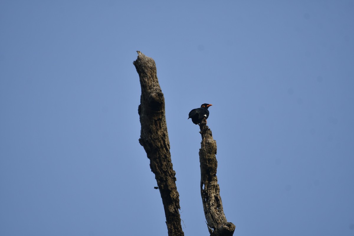 Common Hill Myna - ML647014569