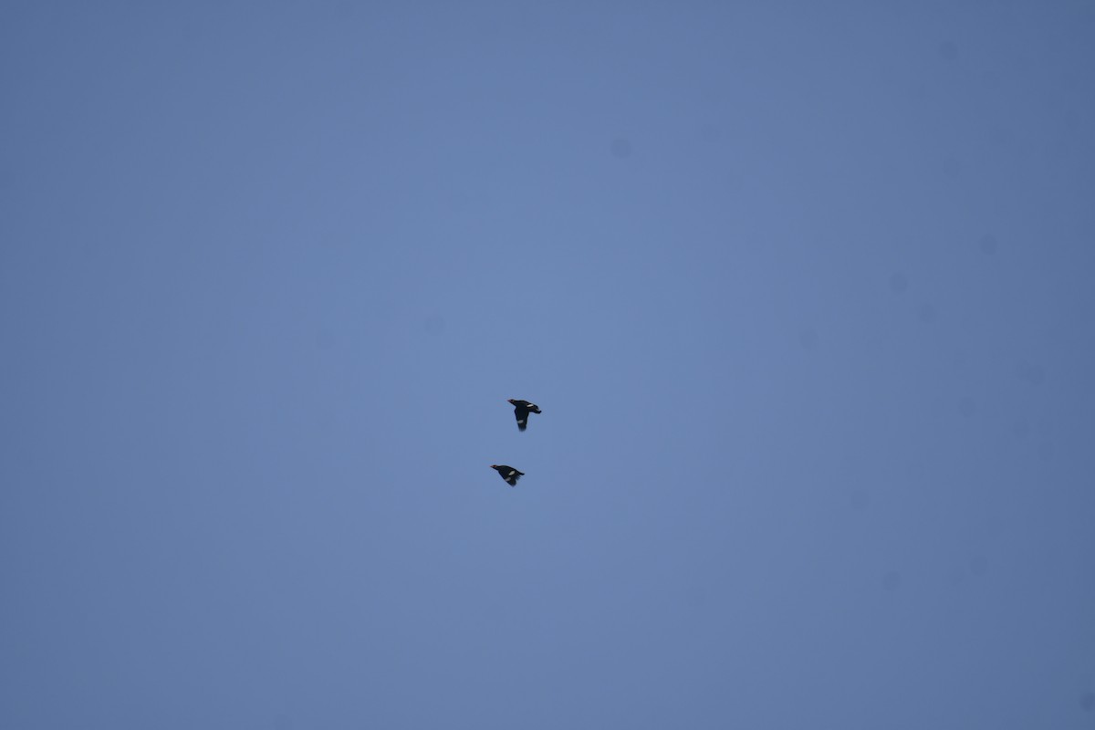 Common Hill Myna - ML647014570