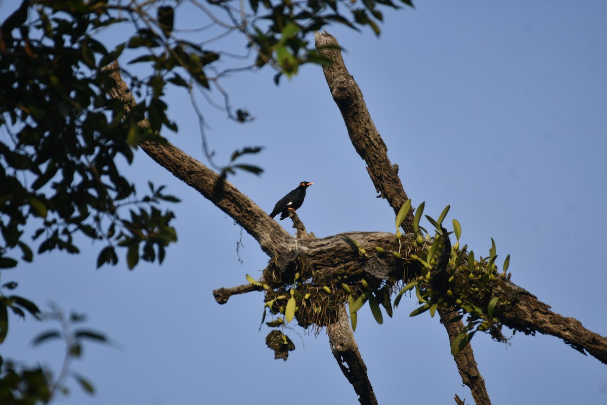 Common Hill Myna - ML647014571