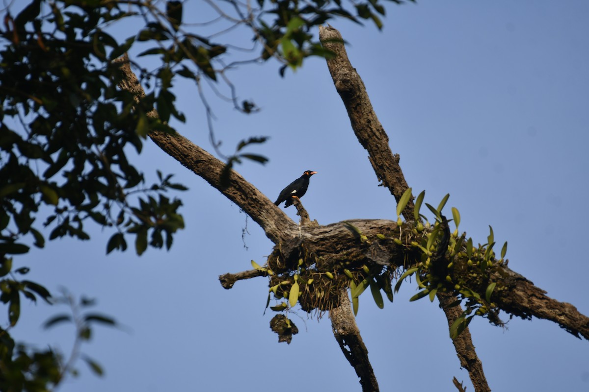 Common Hill Myna - ML647014572