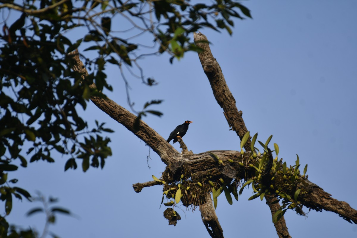 Common Hill Myna - ML647014573