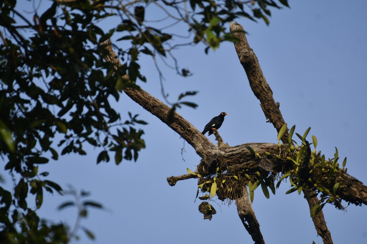 Common Hill Myna - ML647014574