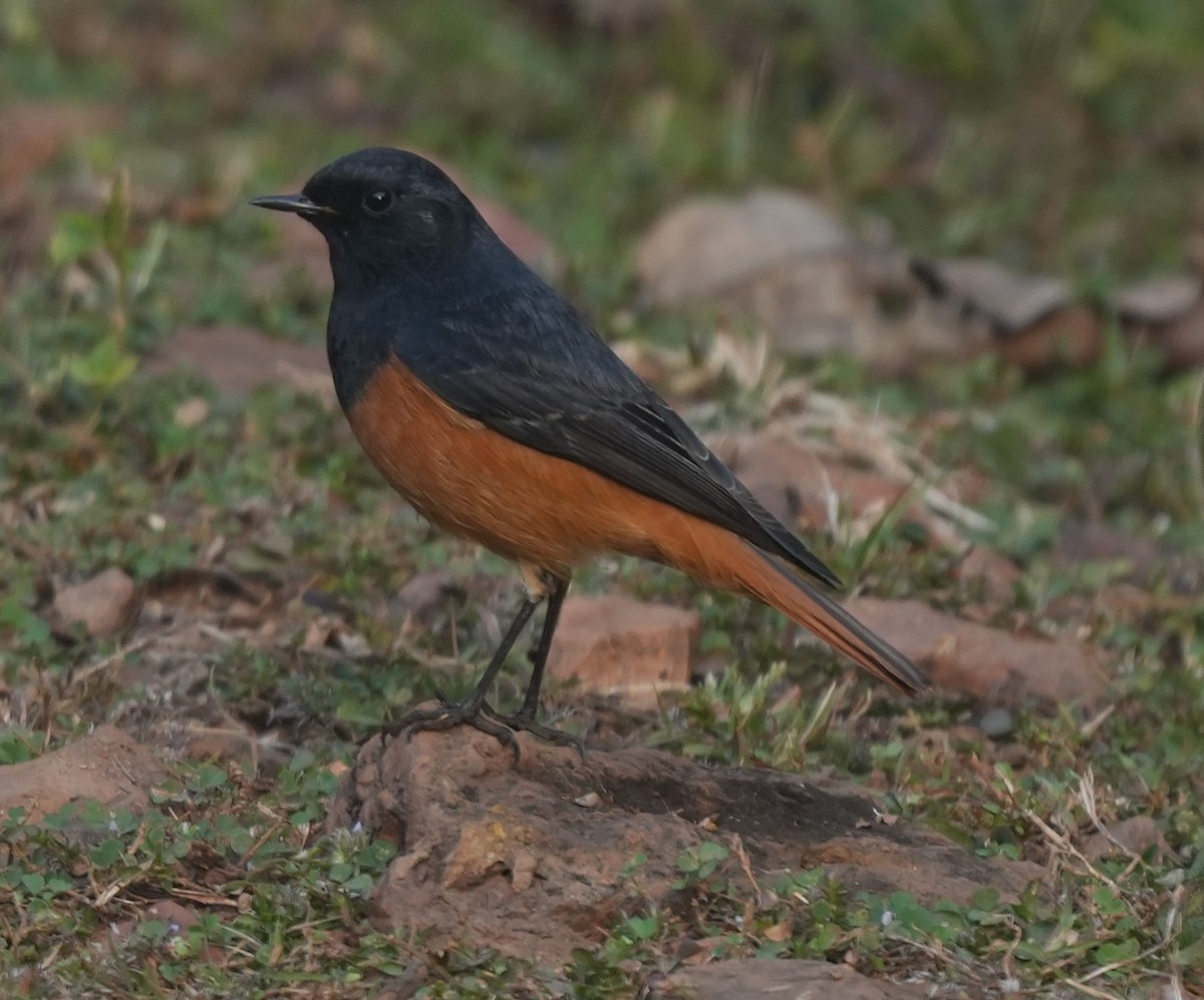 rehek domácí - ML647014575