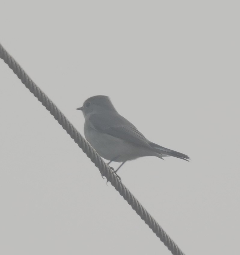 Ultramarine Flycatcher - ML647014577