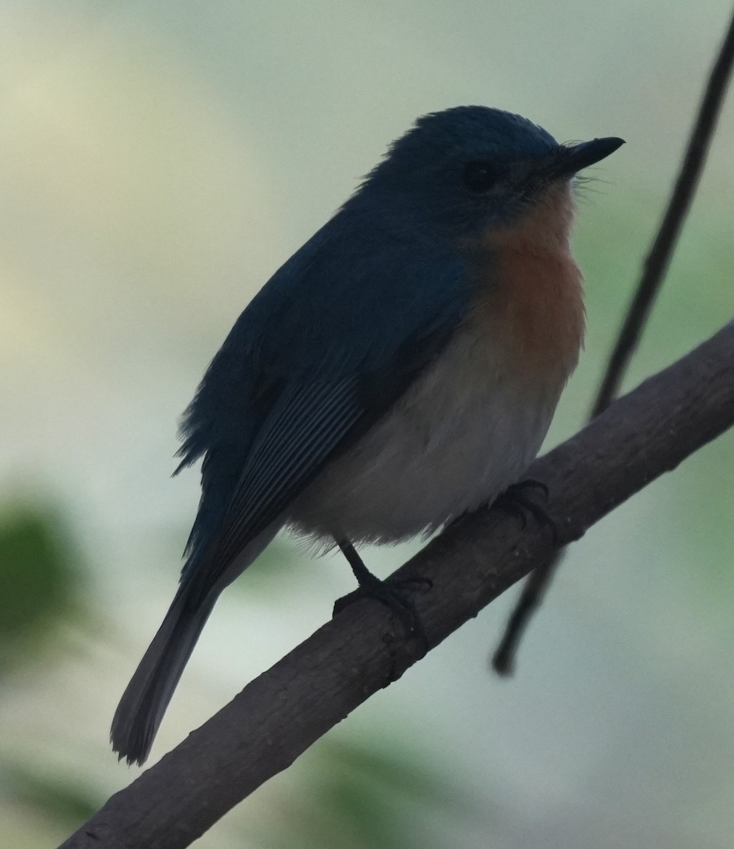 Tickell's Blue Flycatcher - ML647014583