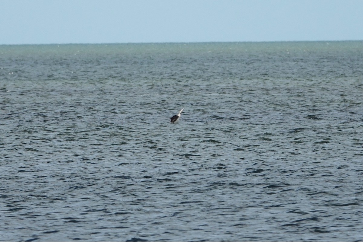 Common Loon - ML647014593