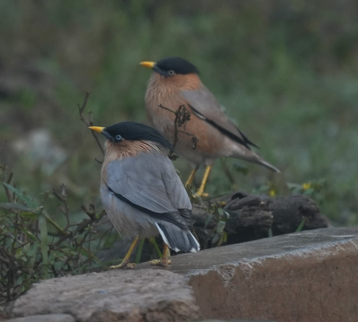 Brahminy Starling - ML647014595