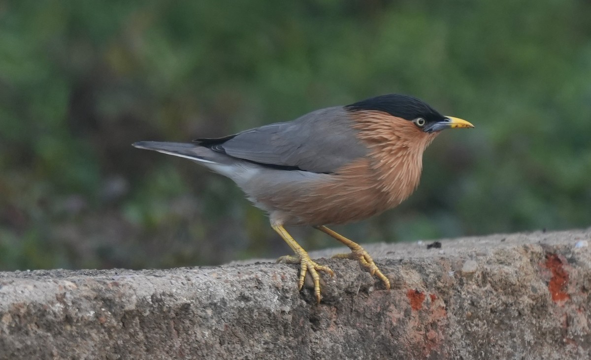 Brahminy Starling - ML647014596