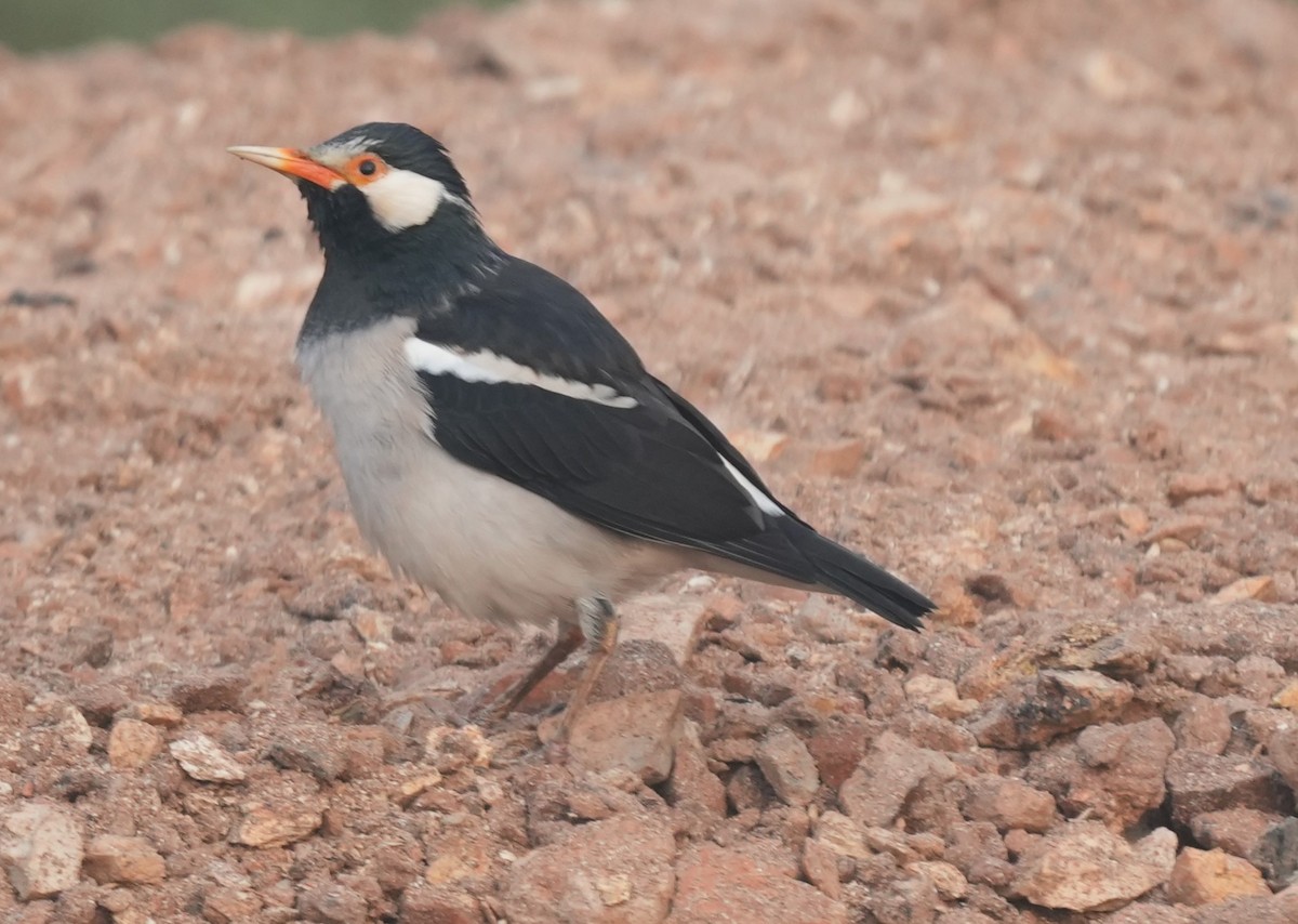 Indian Pied Starling - ML647014599