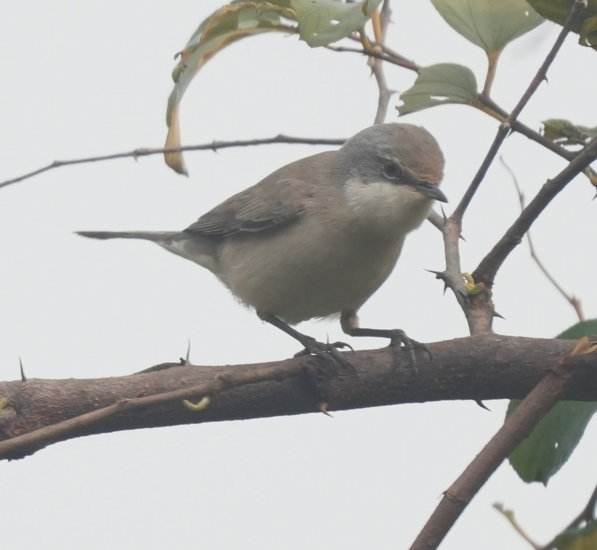 Lesser Whitethroat - ML647014602