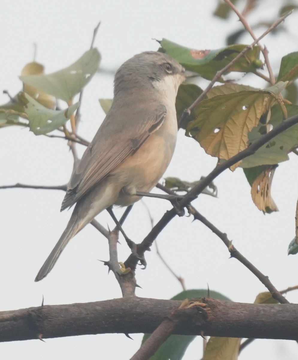Lesser Whitethroat - ML647014603