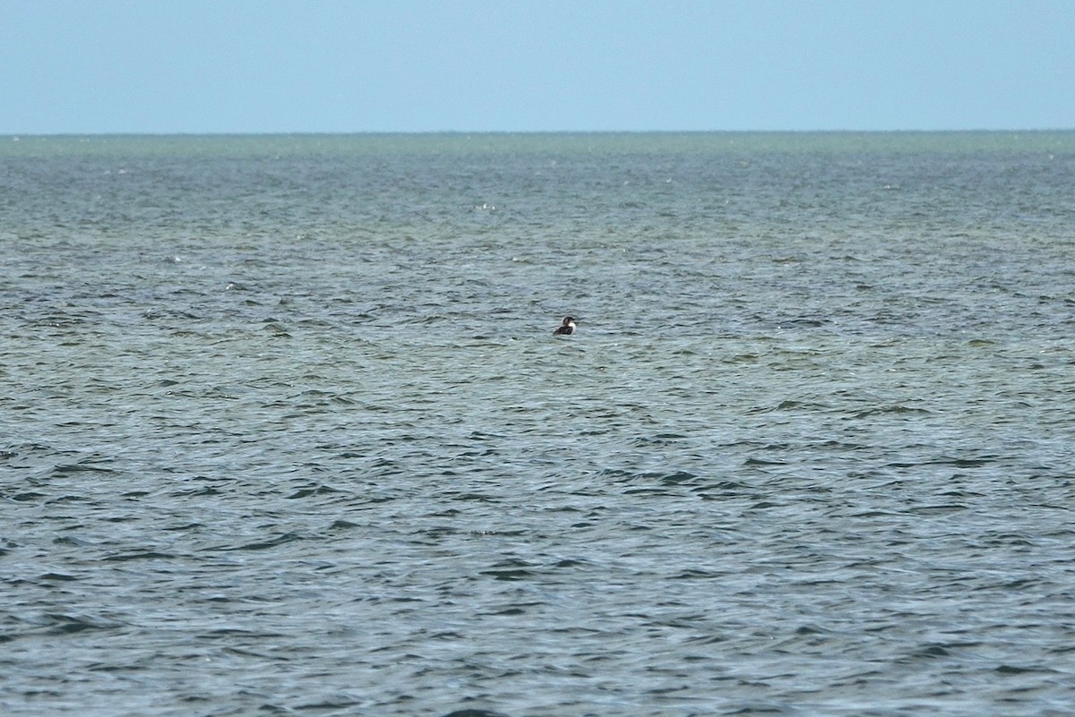 Common Loon - ML647014606