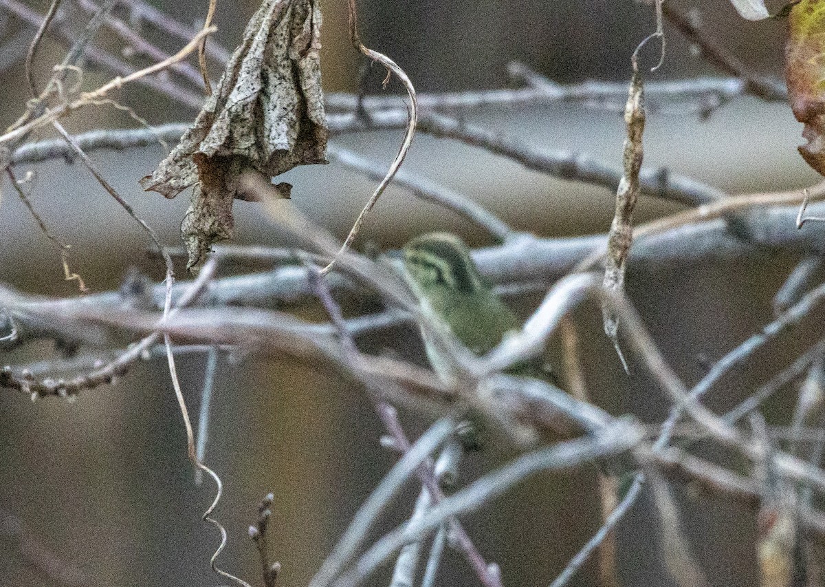 Lemon-rumped Warbler - ML647014610