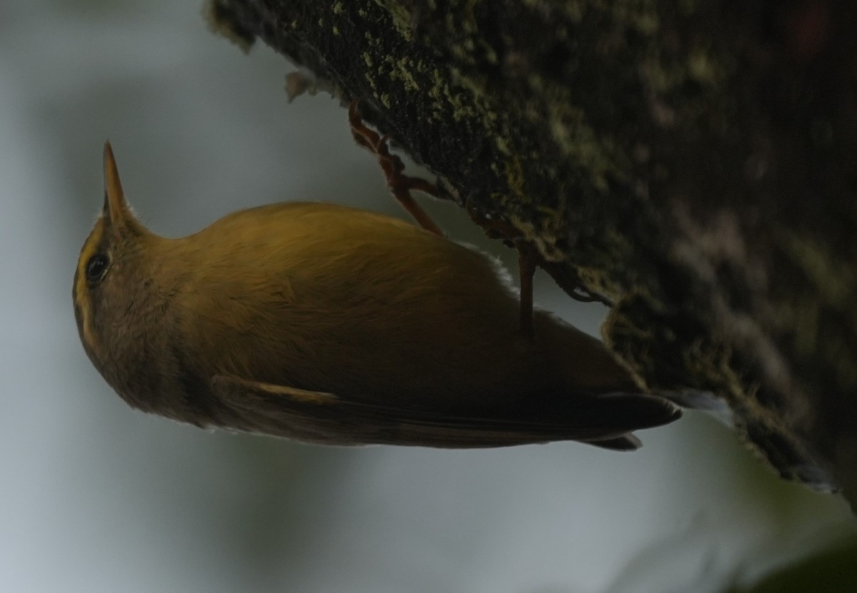 Sulphur-bellied Warbler - ML647014611