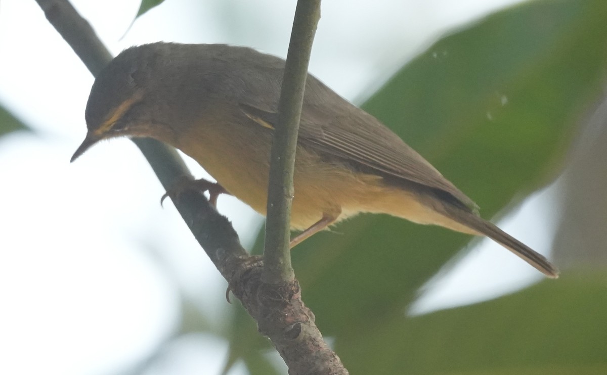 Sulphur-bellied Warbler - ML647014612