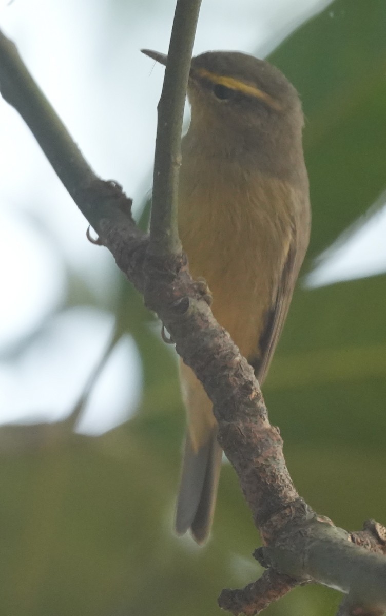 Sulphur-bellied Warbler - ML647014613
