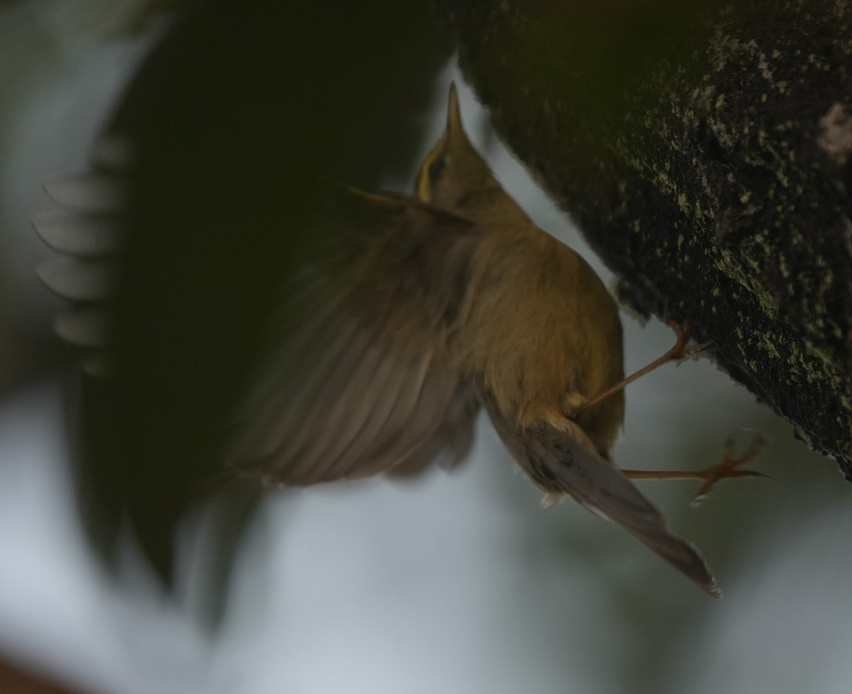 Sulphur-bellied Warbler - ML647014614