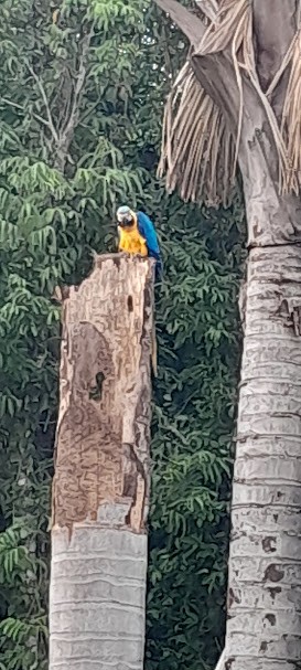 Blue-and-yellow Macaw - ML647014621
