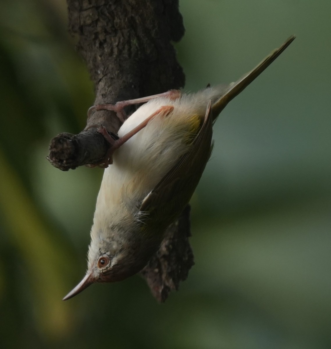 Common Tailorbird - ML647014622