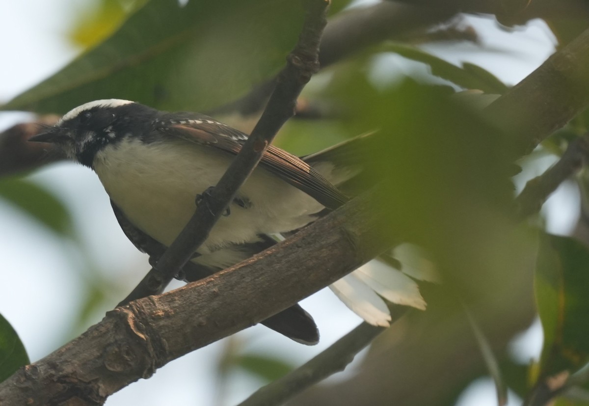 White-browed Fantail - ML647014625