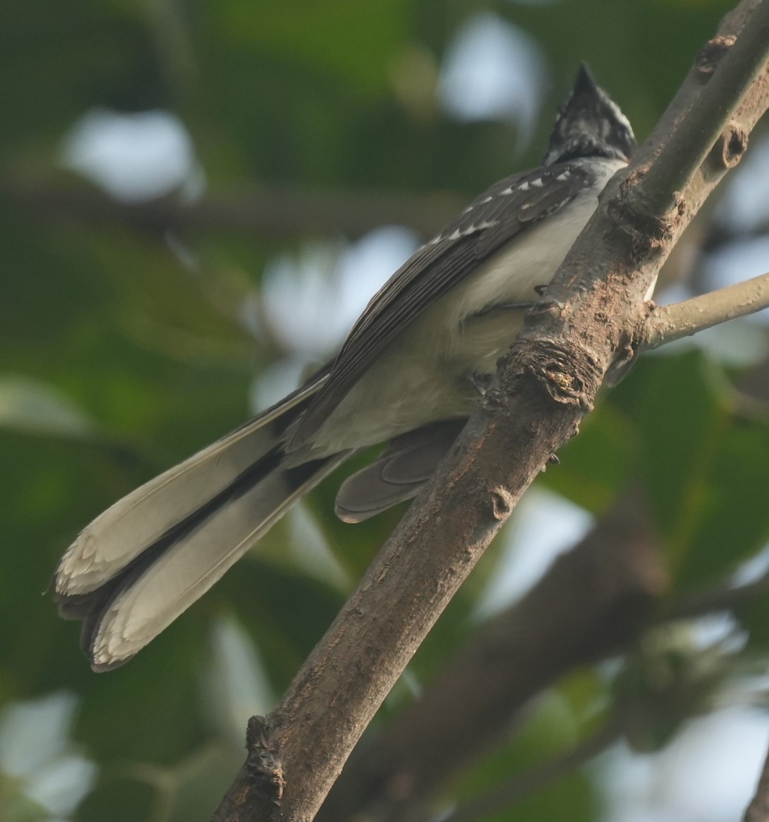 White-browed Fantail - ML647014626