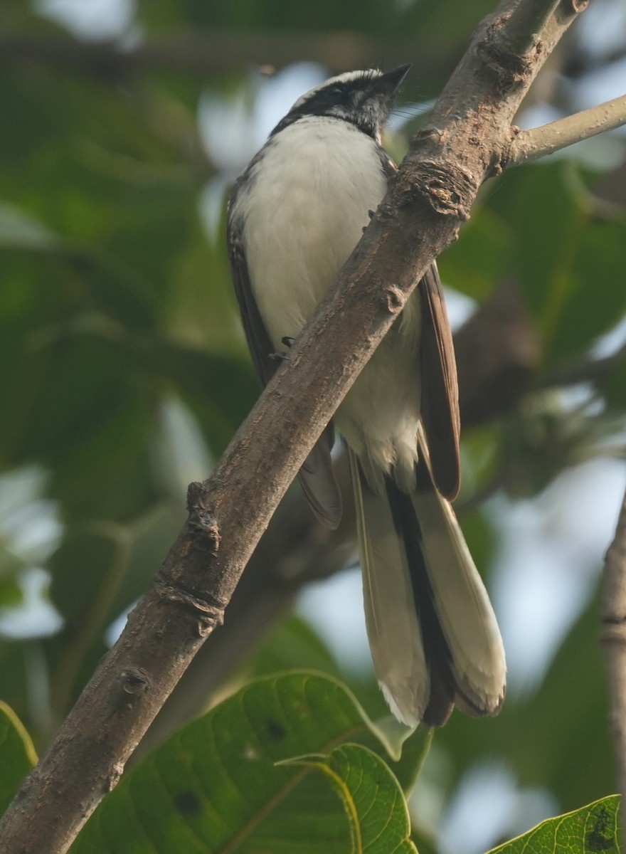 White-browed Fantail - ML647014627