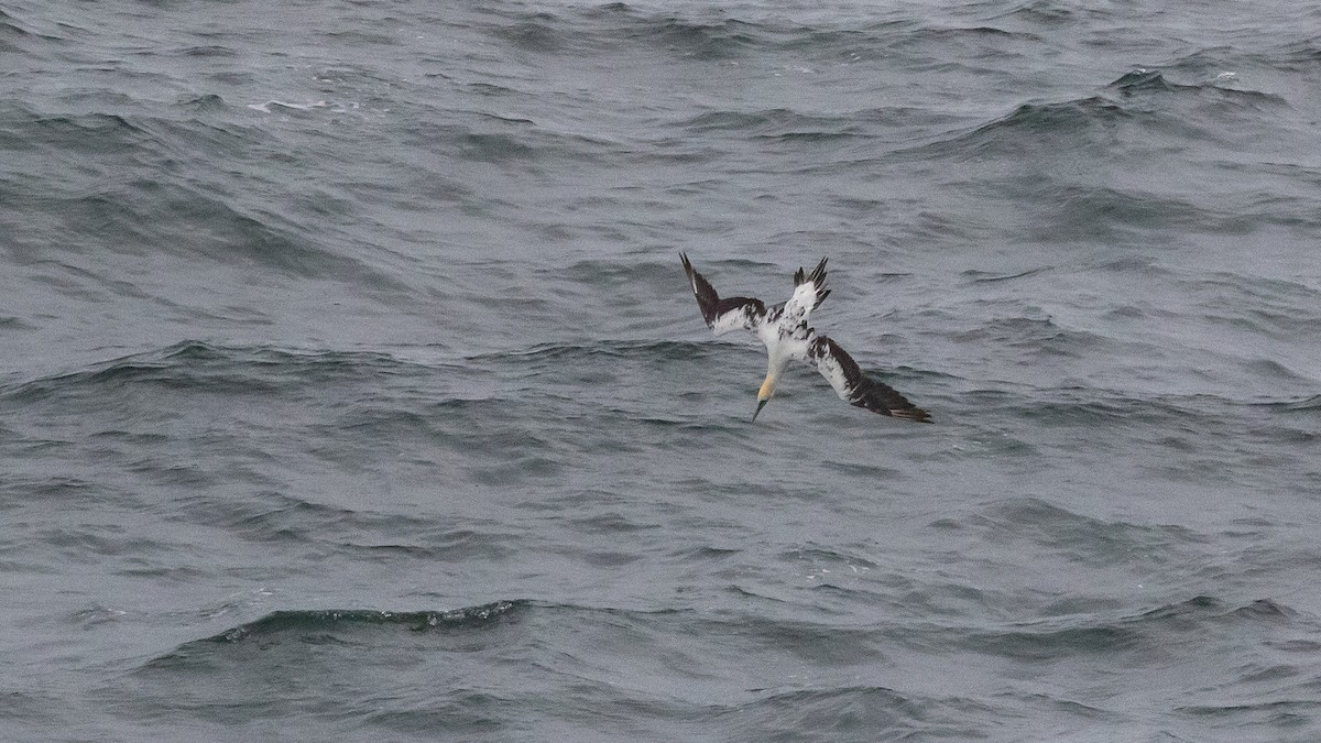 Australasian Gannet - ML647014629