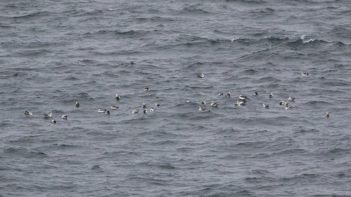 Australasian Gannet - ML647014630