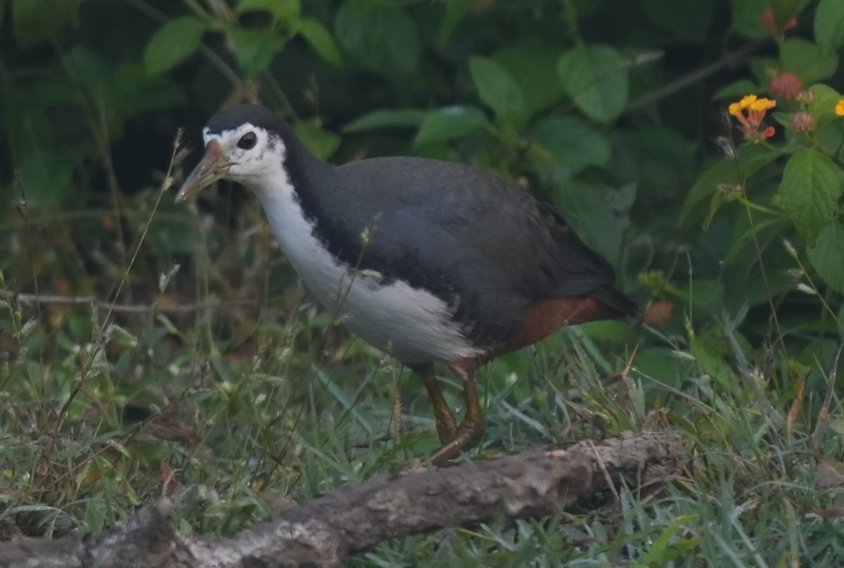 White-breasted Waterhen - ML647014631
