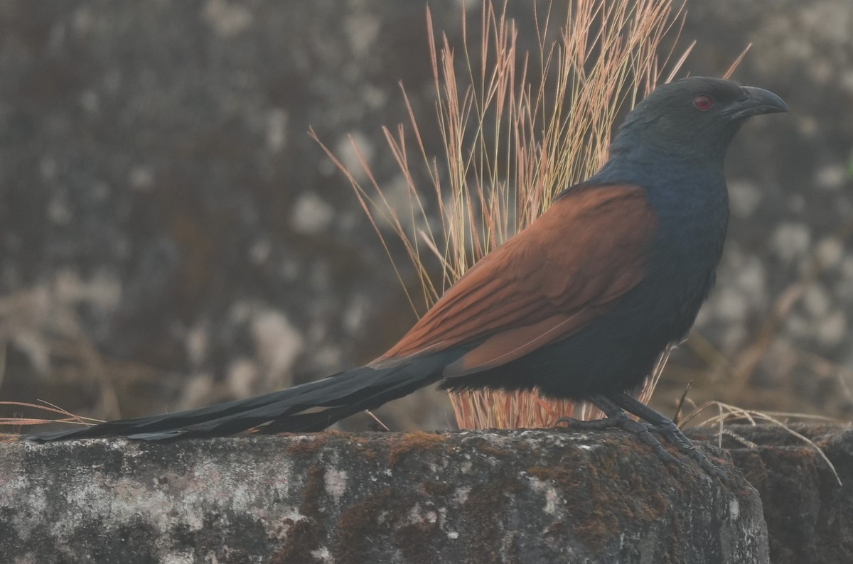 Greater Coucal - ML647014633