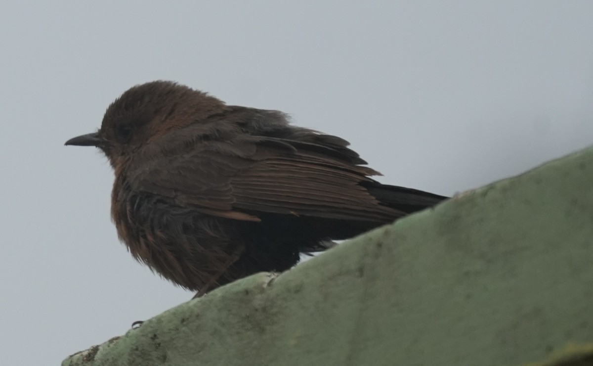 Brown Rock Chat - ML647014643