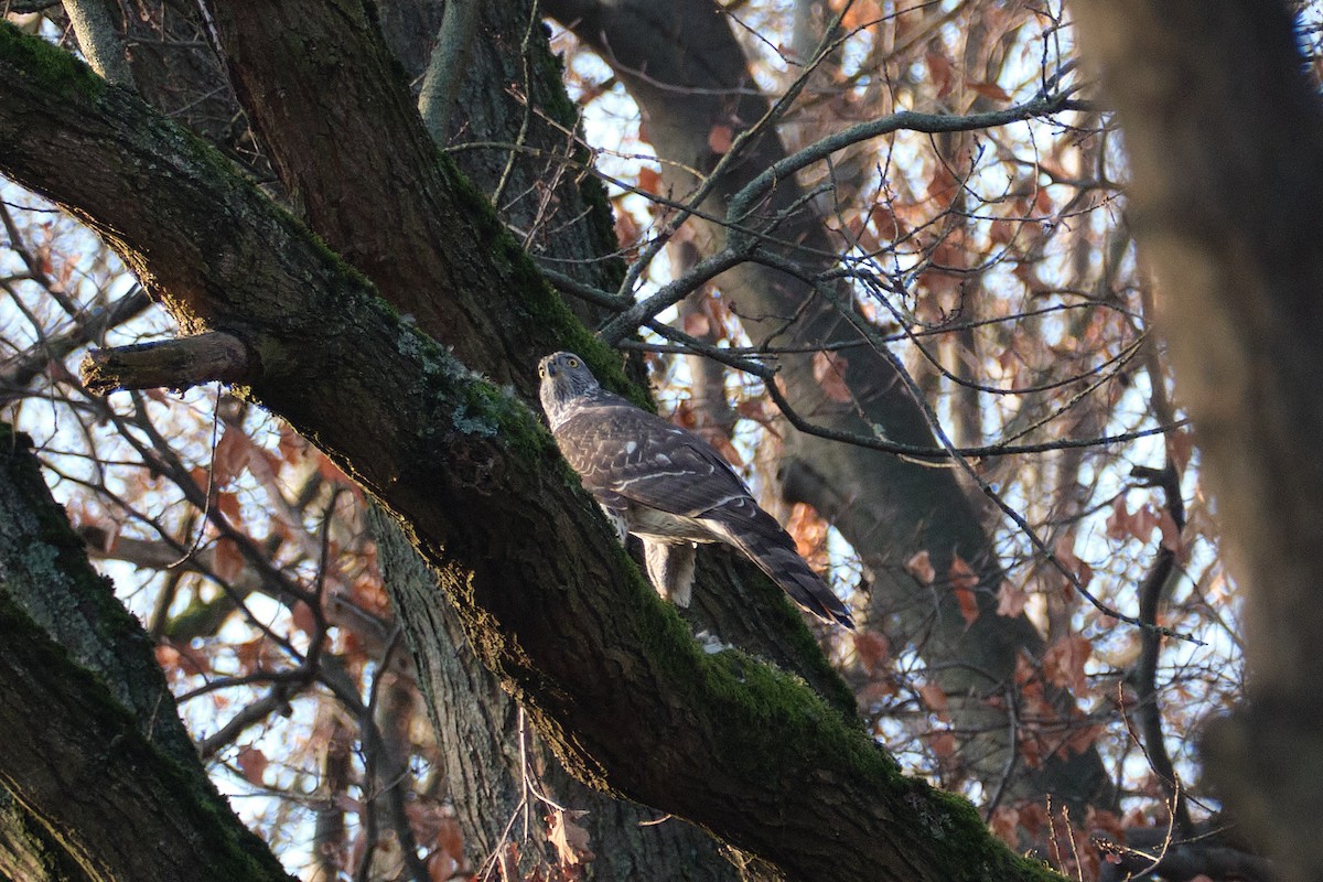 Eurasian Goshawk - ML647014644