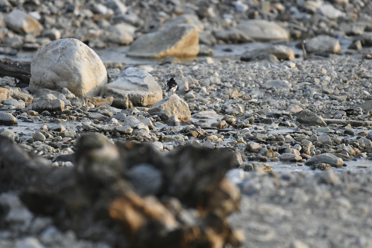 Weißbrauenstelze - ML647014646