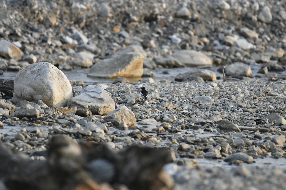 Weißbrauenstelze - ML647014647