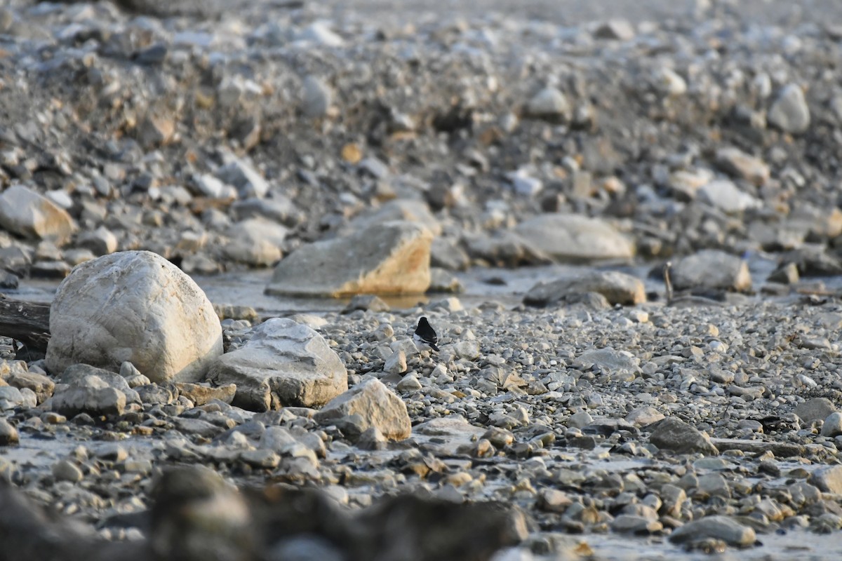 Weißbrauenstelze - ML647014648