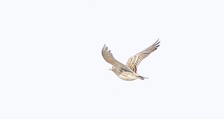 Richard's Pipit - ML647014658