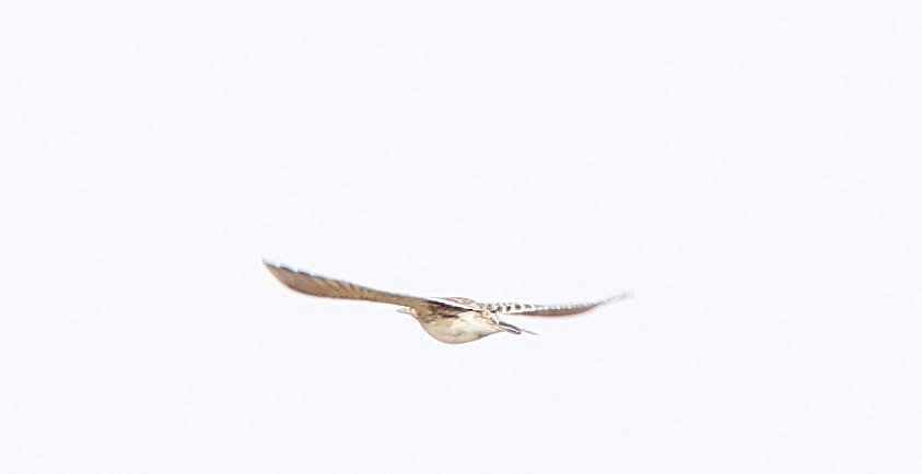 Richard's Pipit - ML647014659