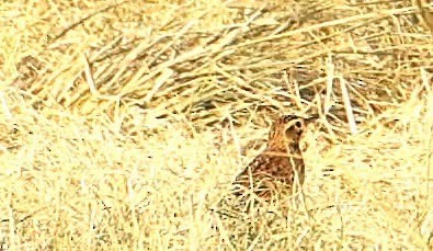 Richard's Pipit - ML647014661