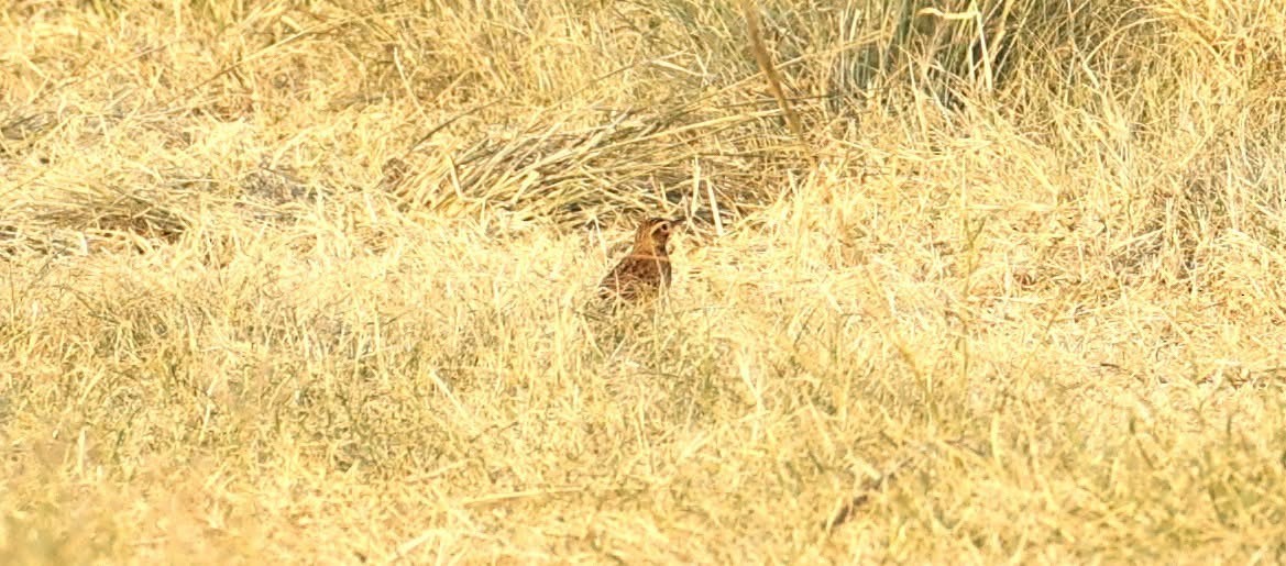 Richard's Pipit - ML647014662