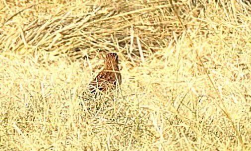 Richard's Pipit - ML647014663