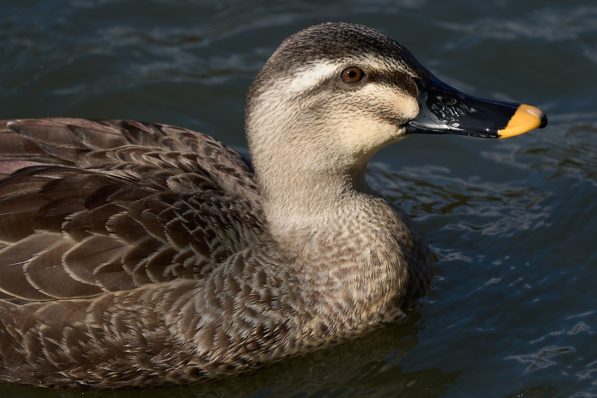 花嘴鴨 - ML647014672