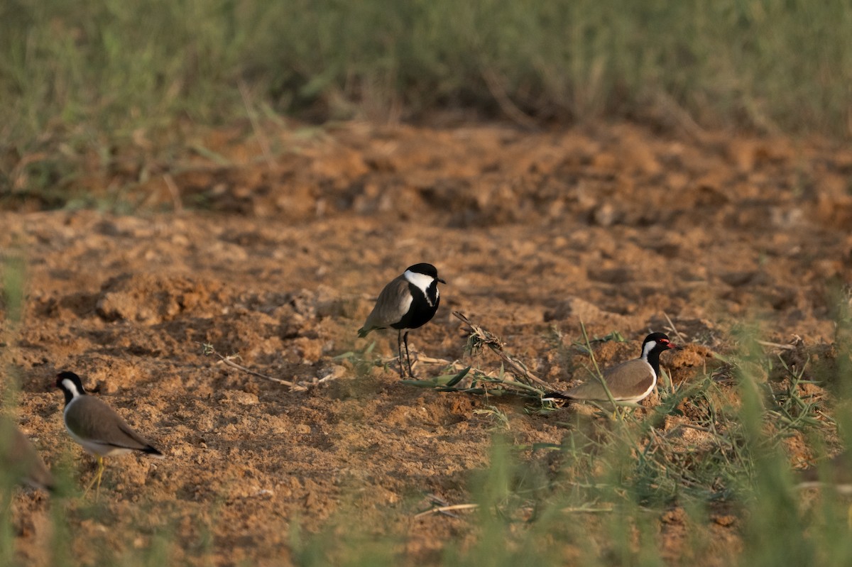 Spur-winged Lapwing - ML647014675
