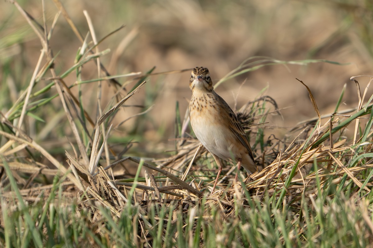 Richard's Pipit - ML647014704