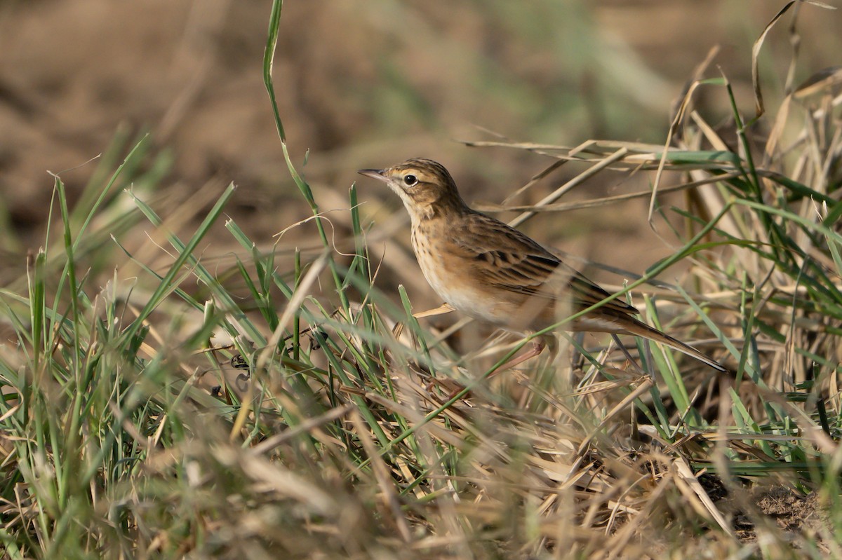 Richard's Pipit - ML647014709