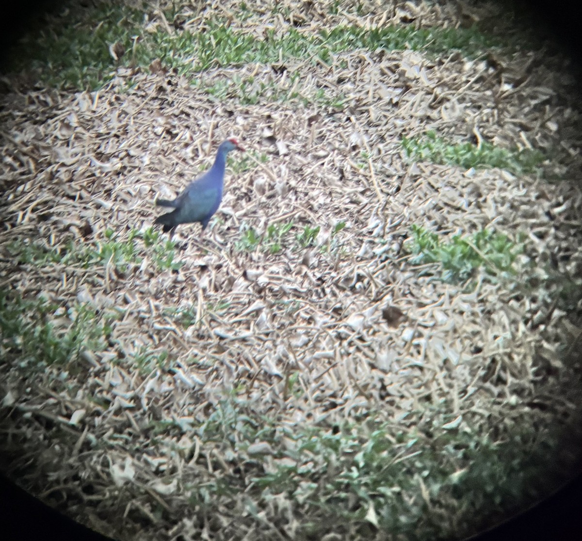 Uroilo urdin burugrisa - ML647014710