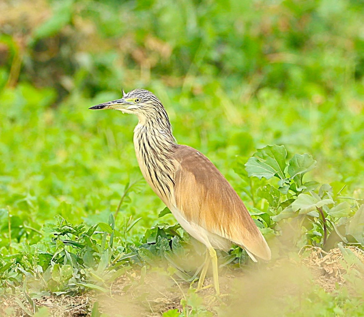Squacco Heron - ML647014723