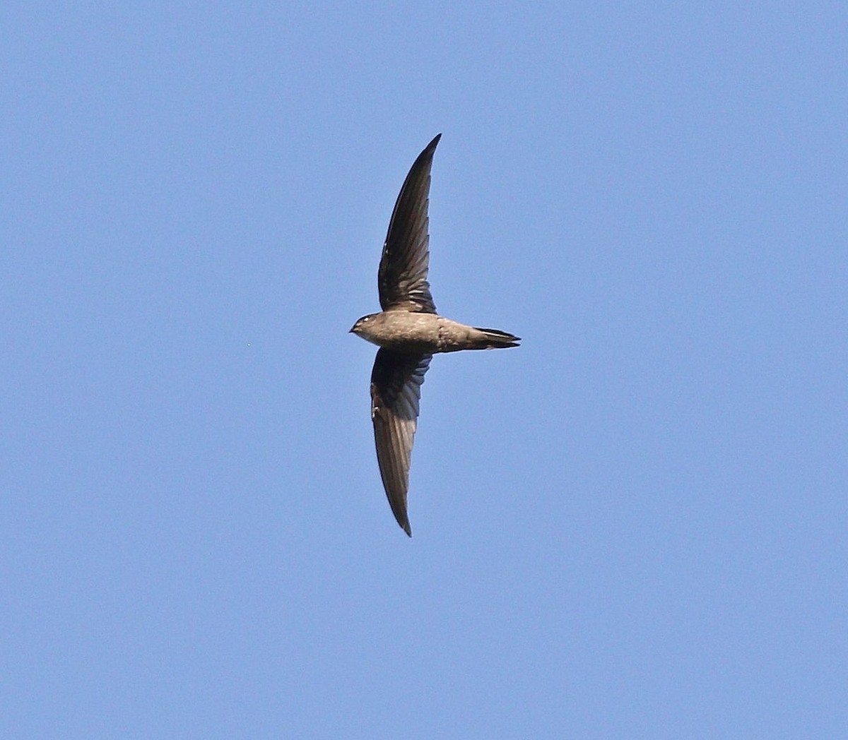 Asian Palm Swift - ML647014728