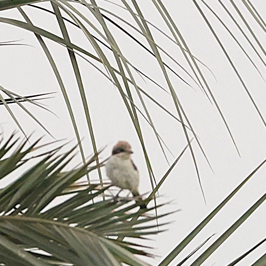 Woodchat Shrike - ML647014730