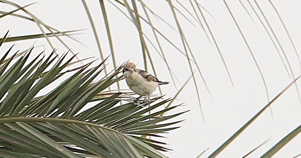 Woodchat Shrike - ML647014731