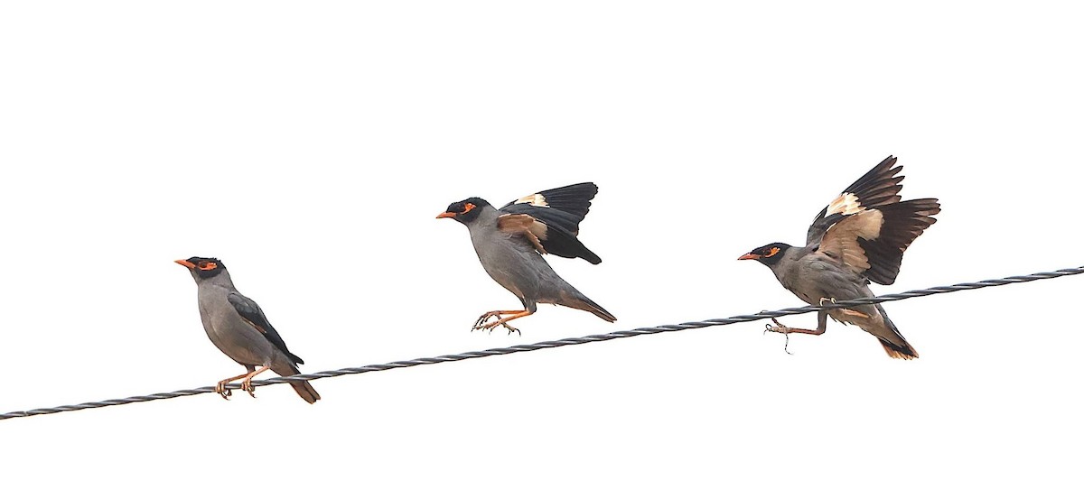 Bank Myna - ML647014736